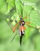 Tanyptera atrata